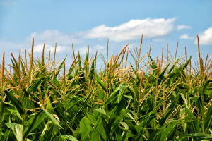 Top production tips for irrigated corn production