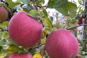 West central Michigan apple maturity report – October 26, 2022