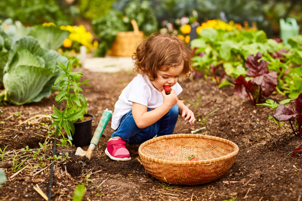 A young girl crouches over a basket in a garden. She bites into a freshly picked strawberry.