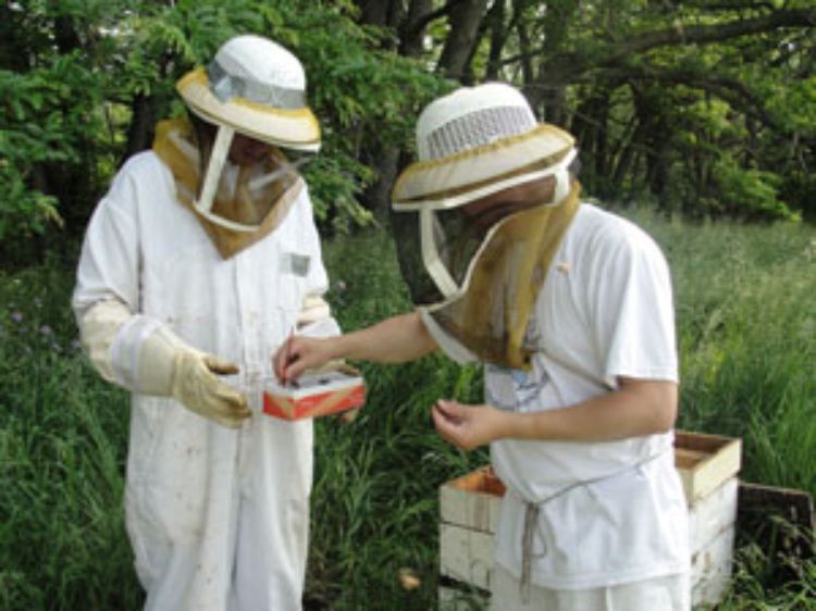 MSU AgBioResearch entomologist Zachary Huang