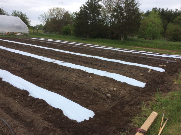 Flint Michigan Area Urban Agriculture Report May 24 2017 Msu Extension