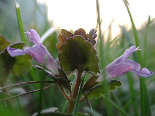  ground ivy4.jpg 