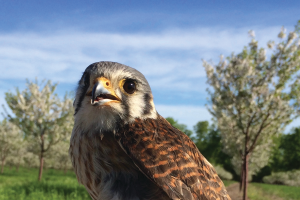 Feathered Friends: How the American kestrel and fruit growers are helping one another