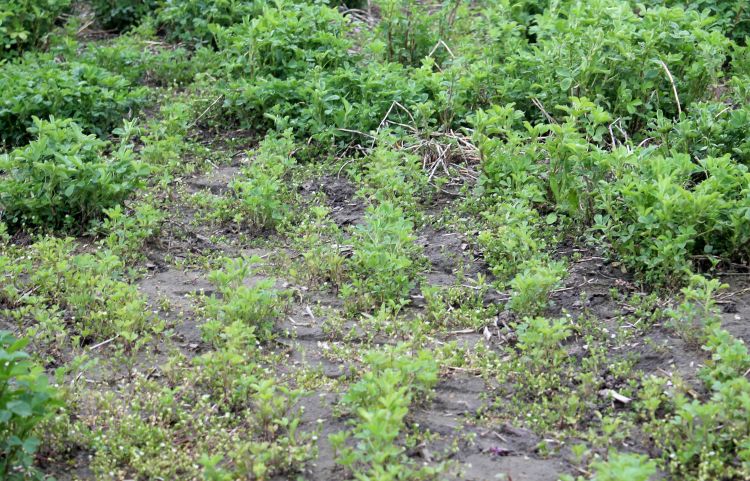 Winter-injured alfalfa stand