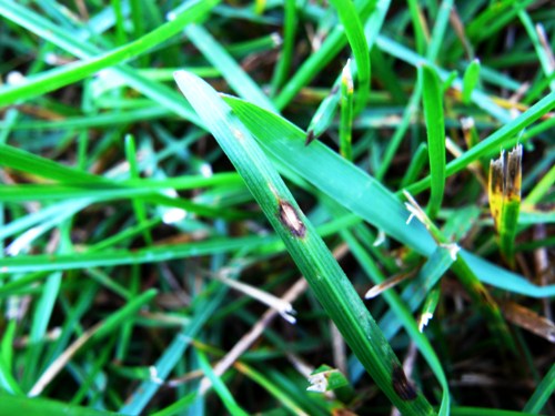  leaf spot 1.jpg 