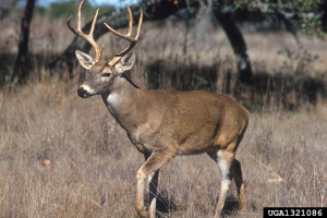 New wildlife management resource available for farmers