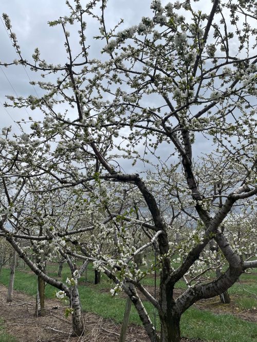 Sweet cherries