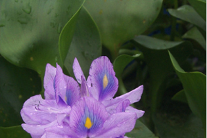 National Invasive Species Awareness Week: Water hyacinth
