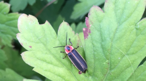 Michigan insects in the garden – Week 7: Fireflies