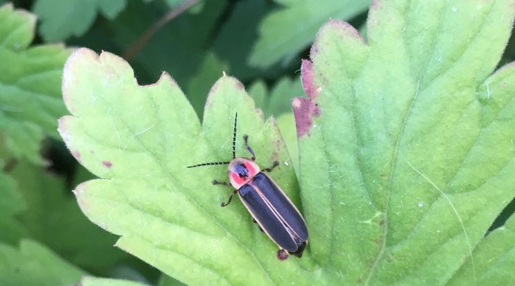 Michigan insects in the garden – Week 7: Fireflies - Gardening in Michigan