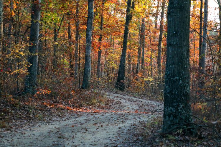 A dirt road in the middle of the forest during fall.