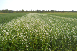 Cover crop strategies for northern Michigan farms