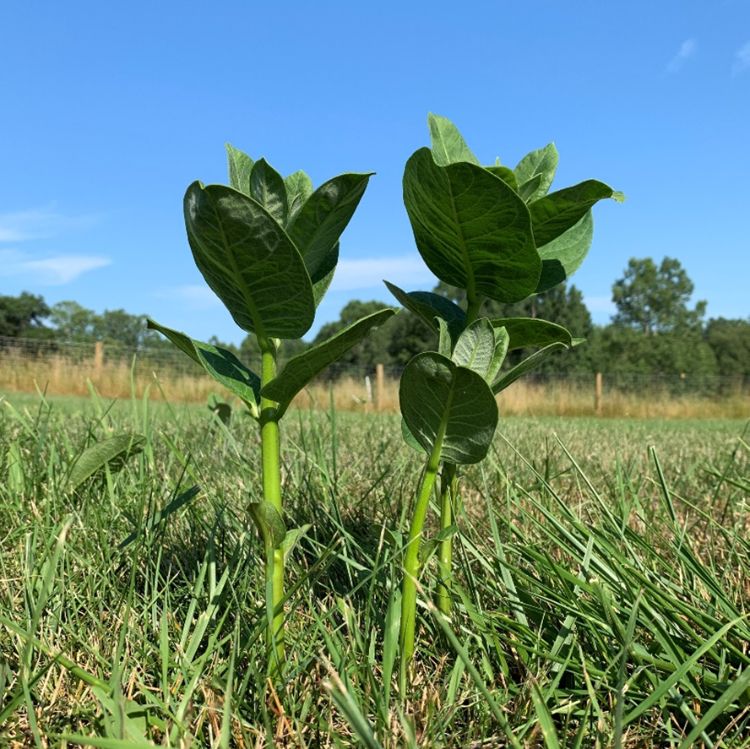 New common milkweed stems emerge after being cut back