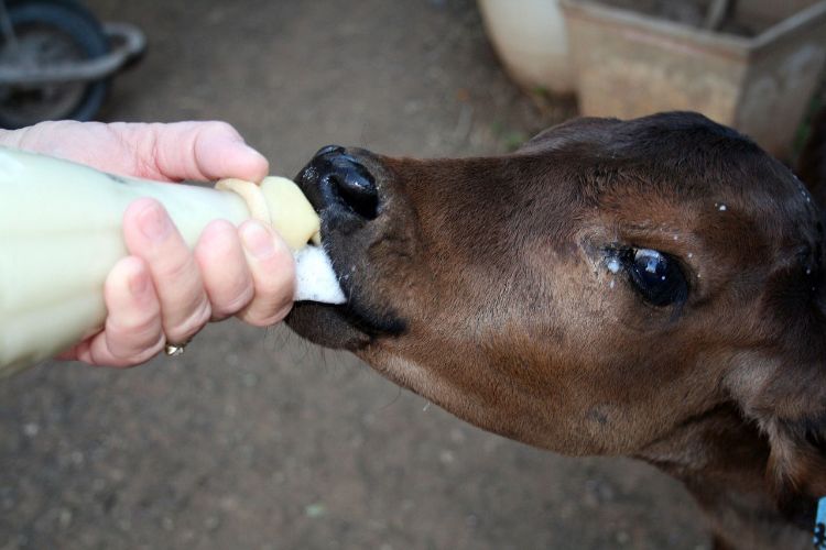 Rumen development of calves - Beef