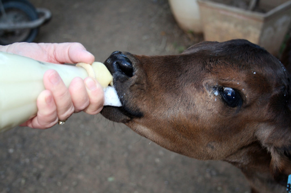 Effects of colostrum management on transfer of passive immunity