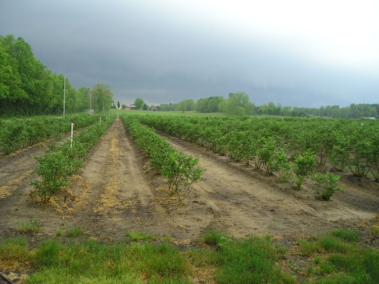 This blueberry field is one of almost 21,000 acres on 600 Michigan blueberry farms.