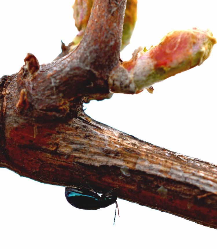 Grape flea beetle adult crawling on the underside of a grape cane. Image courtesy of Keith Mason, MSU.