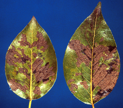  Feeding skeletonizes leaves, leaving only a framework of veins. 