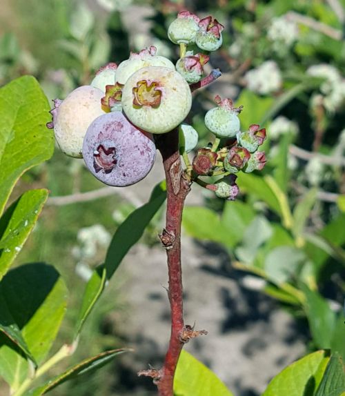 Ripening Elliott blueberries in July 2018