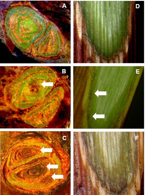 Cold injury to grape buds and canes.