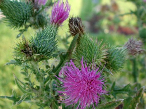  bull thistle3.jpg 