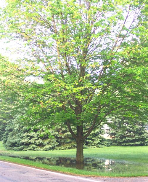 Select flood-tolerant trees for sites where water ponds after heavy rains. Photos by Bert Cregg, MSU.