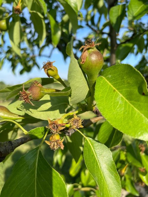 pears