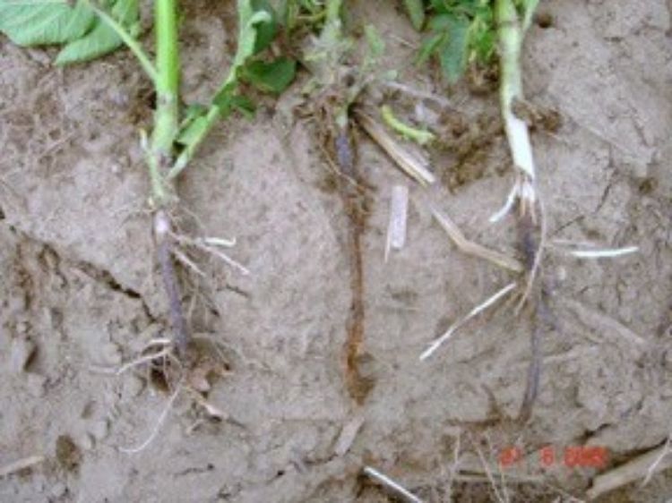 Blackleg symptoms in stem of potato plant.