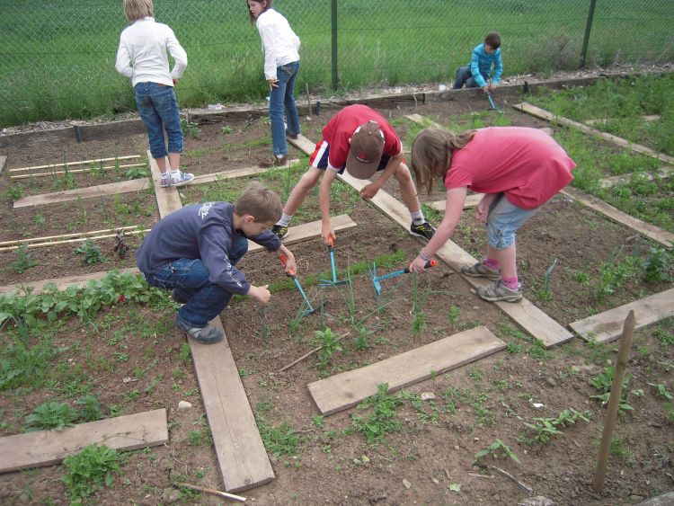 Children working in school garden.