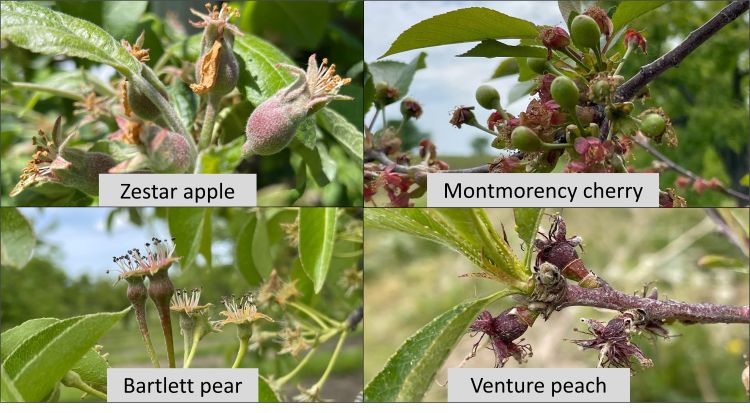 Apple, peach, cherry and pear branches.