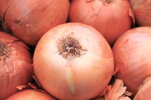 How To Grow Onions Part 2 Msu Extension