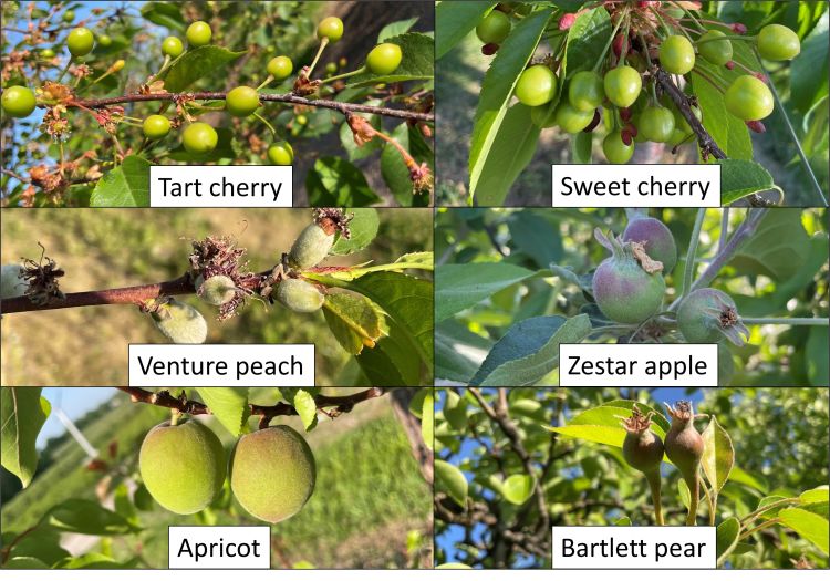 Stage of tree phenology for tart cherry, sweet cherry, peach, apple, apricot and pear.