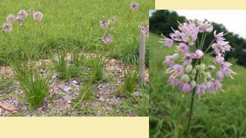 Nodding wild onion