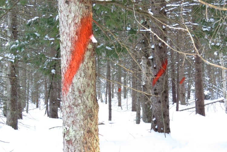 Orange paint on a tree.