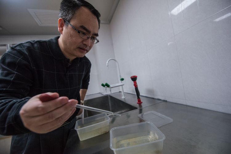 Zhiyong Xi transfers mosquito larvae with a pipette. Photo by Kurt Stepnitz