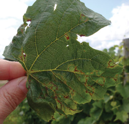  Ringlike lesion on leaf. 