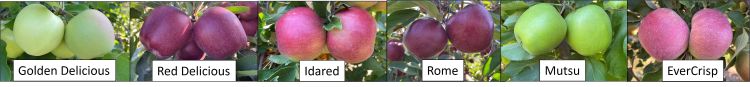 Golden Delicious, Red Delicious, Idared, Rome, Crispin, and EverCrisp apples