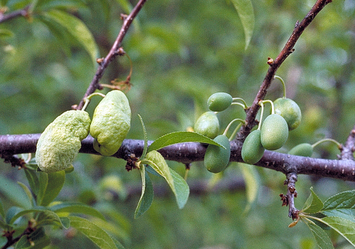  Infected fruit are distorted, spongy and abnormally large. 