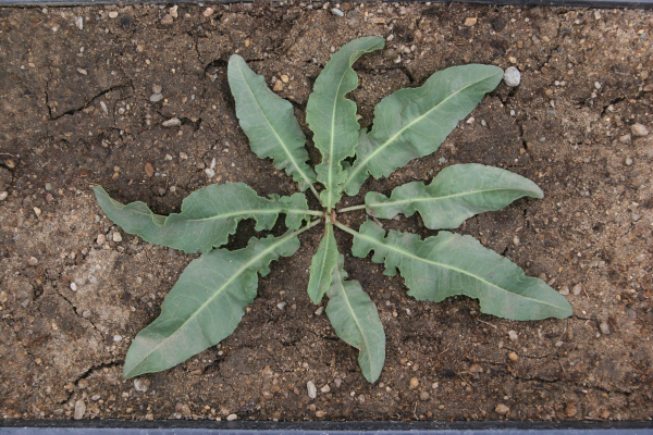 curly dock rosette