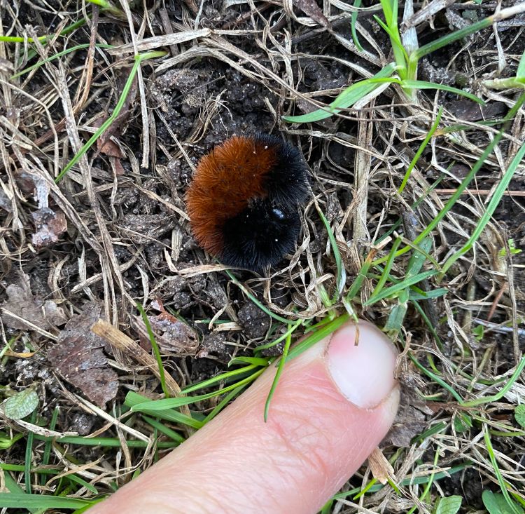 A finger pointing to a curled up wooly bear caterpillar.