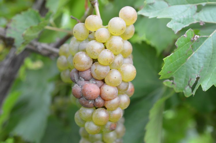 Sour rot development on Vignoles. All photos by Keith Mason, MSU.