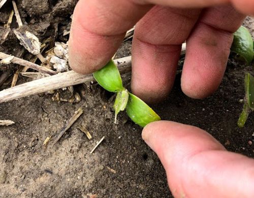 Emerged soybean