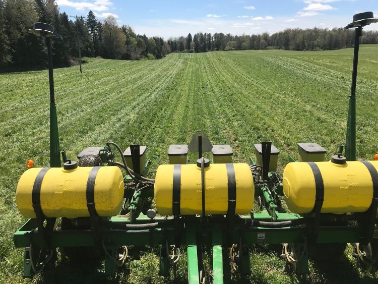 Planting soybeans in 30” rows into an annual ryegrass cover crop in mid May (Photo Credit Brook Wilke).