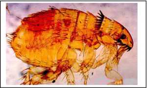 Cat Flea Plant Pest Diagnostics