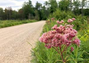 Drive-by botany: Joe Pye weed and ironweed