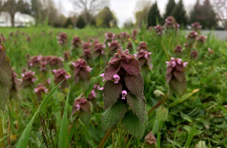 Drive By Botany Purple Nettle And