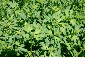 Can we solve the mystery of alfalfa autotoxicity?