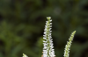 Flowerhead of Culver's root