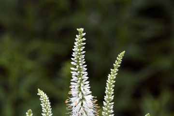 Culver's root