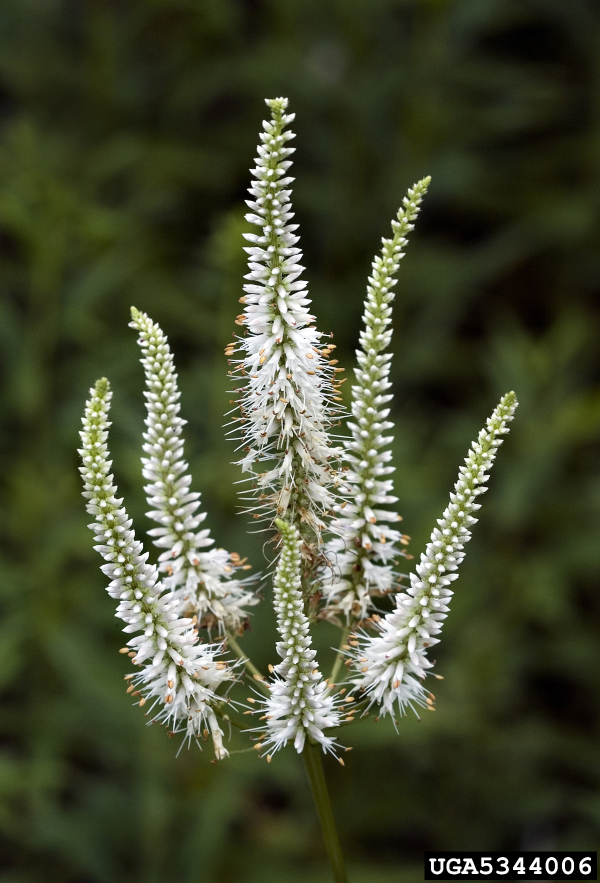 Culver's root